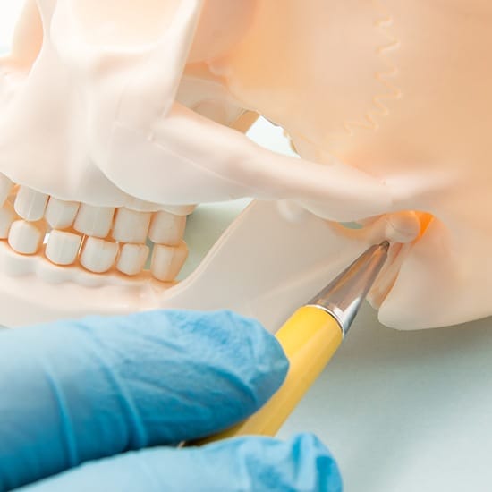 Model of jaw and skull bone connection